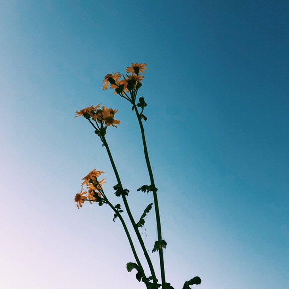 Meet your Posher, Morgan - Picture 1 of 1